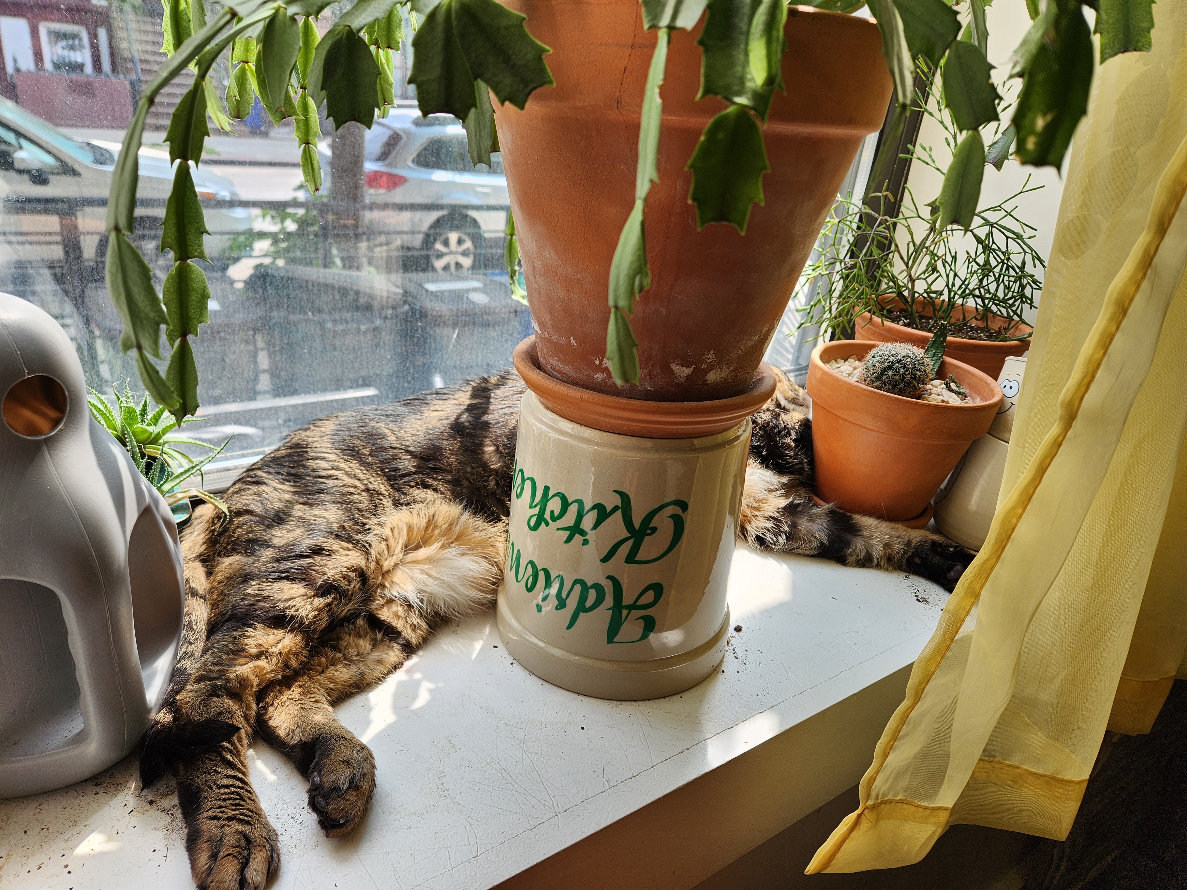 John Denver, a dark brown tabby cat, lounges on a windowsill among plants